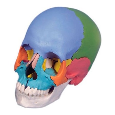 Fabrication Enterprises 3B Anatomical Model - Didactic Skull, Beauchene 22-Part 969325